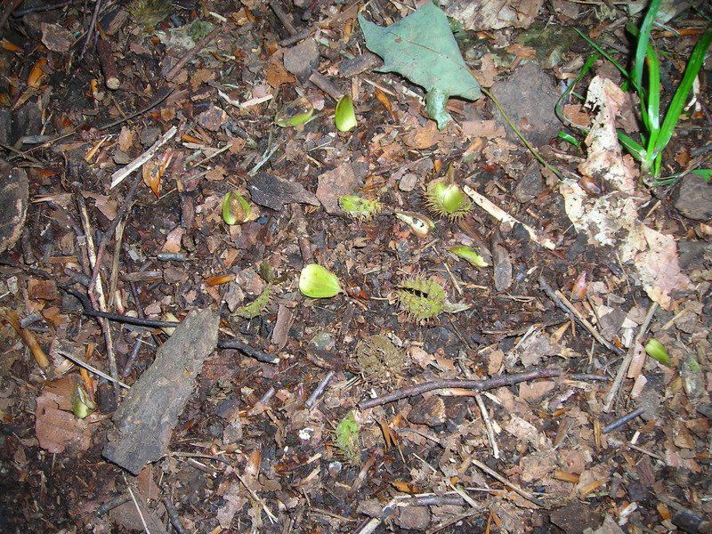 Hunting seasons commence in the North Country